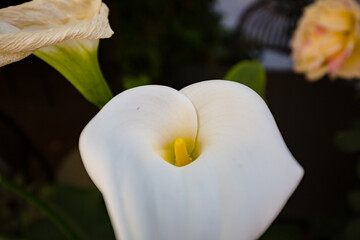 Close up of tender beautiful white calla flower