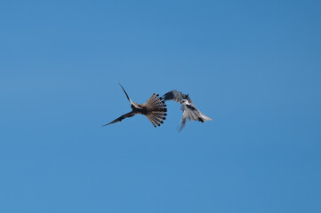 Elanus caeruleus - Black-winged Kite - Elanion blanc