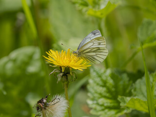 Green-veined White Butterfly Feeding on a Dandelion