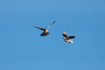 Elanus caeruleus - Black-winged Kite - Elanion blanc