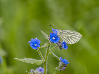 Green-veined White Butterfly Feeding on Forget-me-not