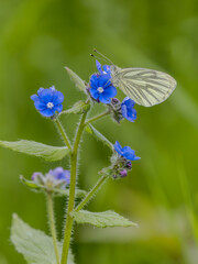 Green-veined White Butterfly Feeding on Forget-me-not
