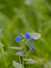 Fototapeta premium Green-veined White Butterfly Feeding on Forget-me-not