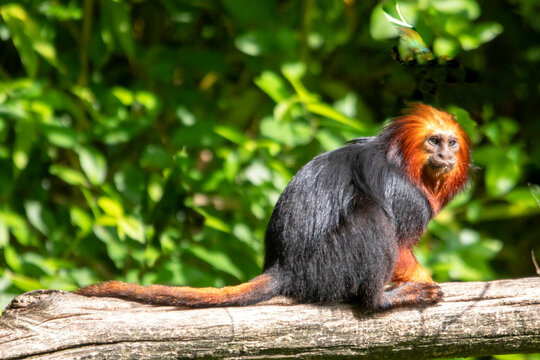 Tamarin-lion &agrave; t&ecirc;te d'or allong&eacute; sur une branche, vu de profil