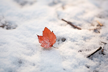 a leaf lying on the ice