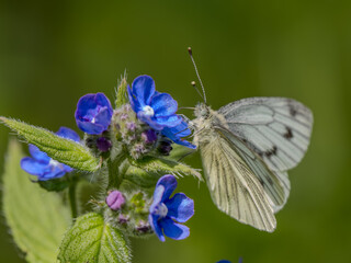 Green-veined White Butterfly Feeding on Forget-me-not