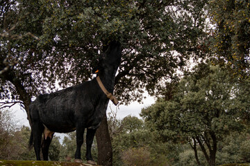 Cow eating acorns from an oak in a Castilian pasture in Spain