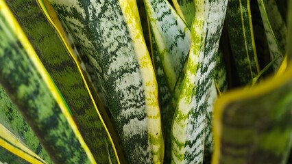 Close up of Dracaenaceaen, Snake plant, Mother-in-laws Tongue plant, Sansevieria spp. 