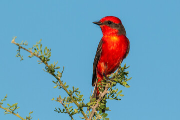 Vermilion Flycatcher male perched, La Pampa, Patagonia,  Argentina