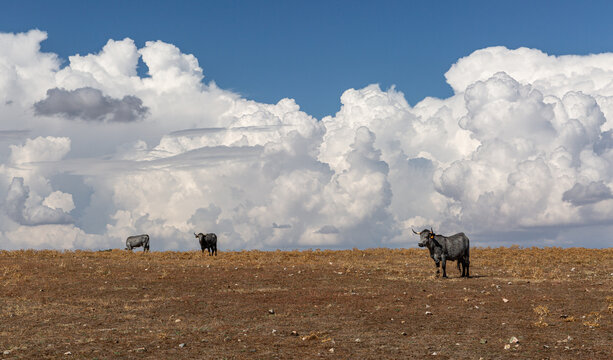 Morucha breed cows in the field and blue sky with large white clouds. Montejo, Salamanca, Castilla y Le&oacute;n, Spain.
