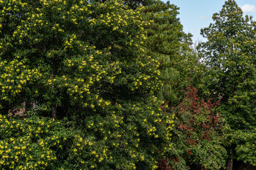 Fototapeta na wymiar Chestnut trees with fruits, chestnuts. Castanea sativa. Candelario, Salamanca, Spain.
