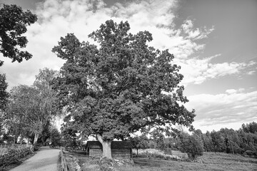 Old oak tree on a roadside by a meadow in black and white. Field with grass