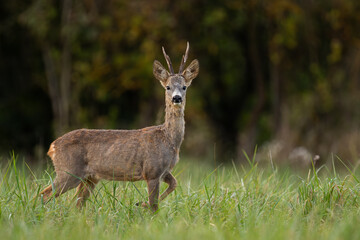 Male roe deer posing in autumn grassland. Changing of summer fur to winter coat. Roe deer, capreolus capreolus, wildlife, Slovakia. © Peter Binó