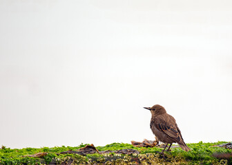 European Starling (Sturnus vulgaris) Outdoors