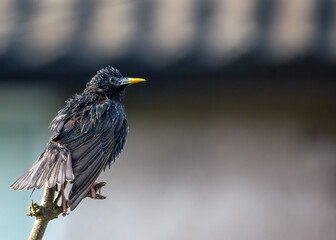 European Starling (Sturnus vulgaris) Outdoors