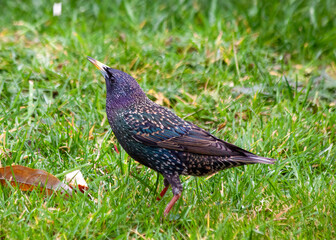 European Starling (Sturnus vulgaris) Outdoors