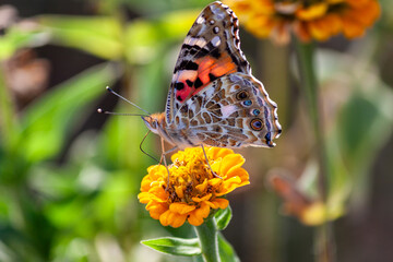 butterfly on flower