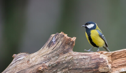 Great tit in autumn at a wet forest