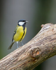 Great tit in autumn at a wet forest