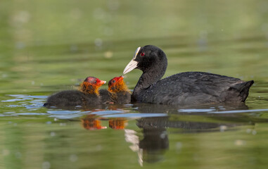 Eurasian coot - adult bird with juveniles in spring