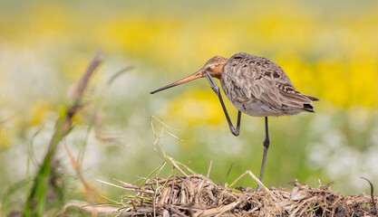 The black-tailed godwit - adult bird at a wet fields in late spring