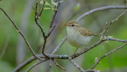 The greenish warbler - male bird in spring