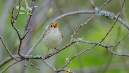 The greenish warbler - male bird in spring