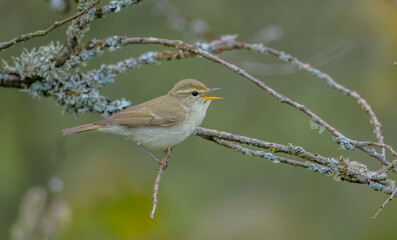 The greenish warbler - male bird in spring