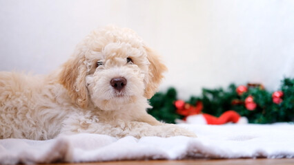 A cute and funny christmas lagotto romagnolo puppy dog with christmas decoration looking at camera. Christmas concept, postcard
