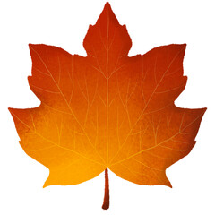 Maple leaf