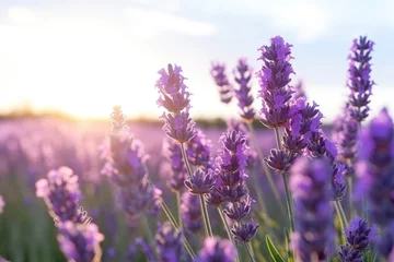 Fototapeten field of beautifully blooming lavender in sunlight © studioworkstock
