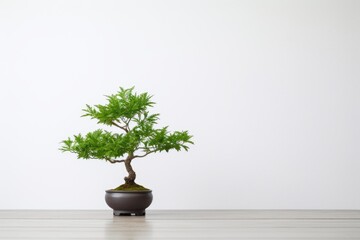 a bonsai tree on a simple, white table