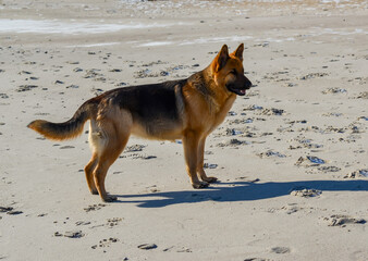 Fototapeta na wymiar East European Shepherd dog, female dog looks at the owner