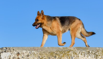 East European Shepherd dog, female dog looks at the owner