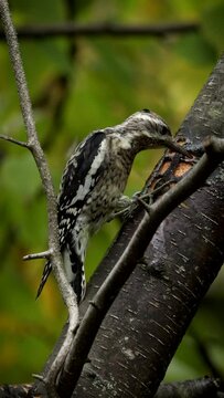 A young Yellow Bellied Sapsucker feeding on Sap with bees and insects. 4K bird video.