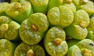 Mesembs (Lithops bromfieldii v. insularis 'Sulphurea') South African plant from Namibia
