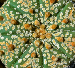 Cacti Astrophytum asterias - close-up of a round cactus without prickly needles