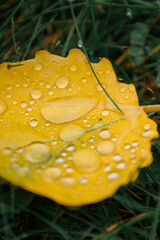 Fallen yellow leaves with dew. Autumn aspen leaves. water drops on leaves of tree close-up. an orange leaf covered with raindrops on ground. close-up.