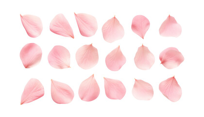 pink rose petals isolated on transparent background cutout