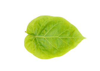 Tamarillo or tomato tree plant leaf 