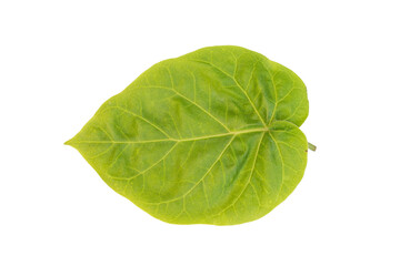Tamarillo tomato leaf 