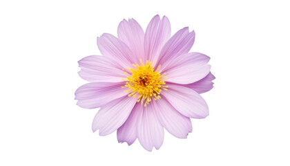 pink daisy isolated on transparent background cutout