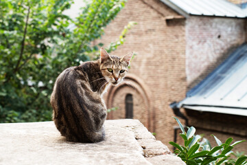 A lonely homeless thin brown striped cat rests on a concrete wall against the backdrop of the old city in Tbilisi. Homeless animals on the city streets