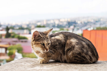 A lonely homeless thin brown striped cat rests on a concrete wall against the backdrop of the old...
