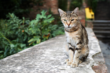 A lonely sad homeless thin brown cat sits on a concrete wall. Homeless animals on the city streets