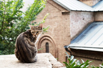 A lonely homeless thin brown striped cat rests on a concrete wall against the backdrop of the old...