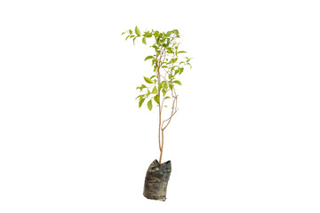 Henna mehandi plant sapling 