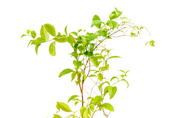 Lawsonia inermis henna tree branch with leaves