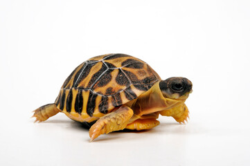 Obraz premium juvenile Radiated tortoise // junge Strahlenschildkröte (Astrochelys radiata)