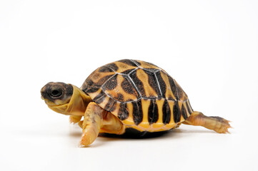 junge Strahlenschildkröte // juvenile Radiated tortoise (Astrochelys radiata)